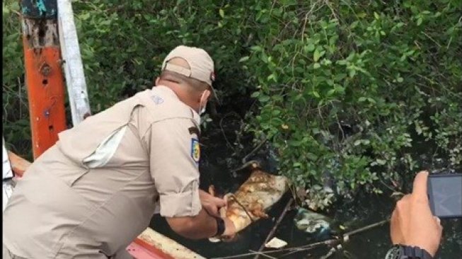 Bangkai Babi yang Membusuk Cemarkan Sungai dan Danau di Sumatera Utara