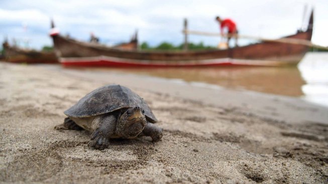 Anak Tuntong laut (Batagur borneoensis) berada di Hilir Sungai Tamiang usai dilepas liarkan oleh Pegiat lingkungan dari Yayasan Satucita Lestari Indonesia di area Desa Pusung Kapal, Seruway, Aceh Tamiang, Aceh, Rabu (6/11).  [ANTARA FOTO/Muhammad Adimaja]