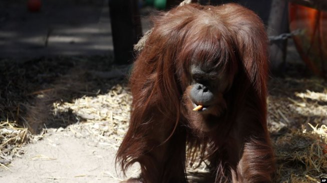 Orangutan dengan Status Hukum Manusia Kini Pindah ke Amerika