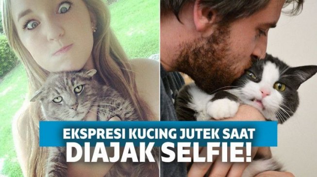 Lagi Ngambek, Ini 15 Ekspresi Jutek Kucing Saat Tak Mau Diajak Selfie