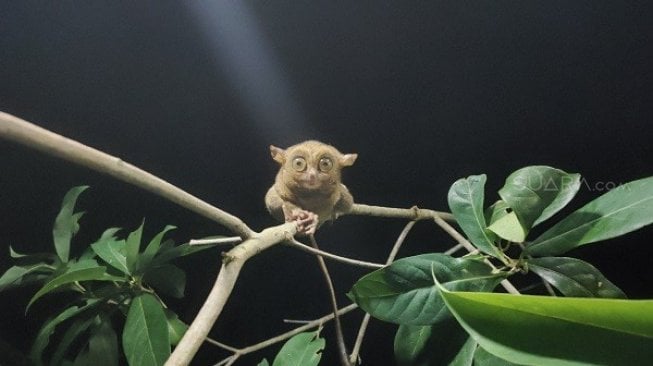 Tarsius, hewan langka jenis primata yang ada di Bukit Peramun. (Suara.com/Pebriansyah Ariefana)