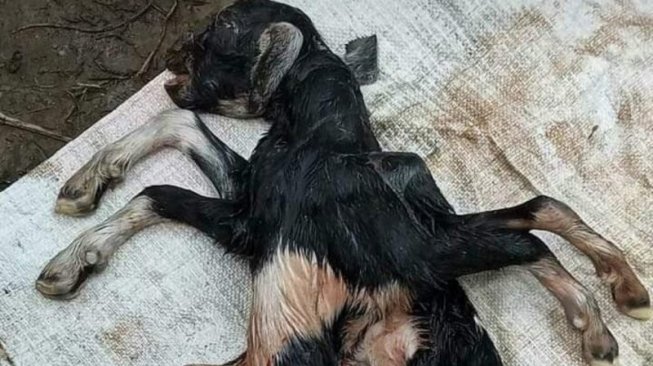 Warga Nagan Raya Digegerkan Kelahiran Anak Kambing Berkaki Delapan