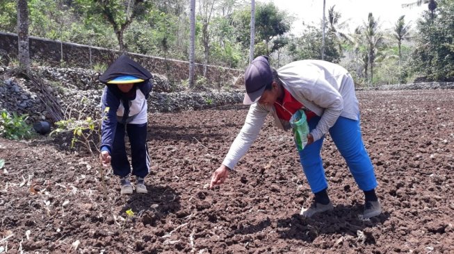 Tradisi Ngawu-awu Petani Gunungkidul di Atas Tanah Kering. (Suara.com/Julianto)