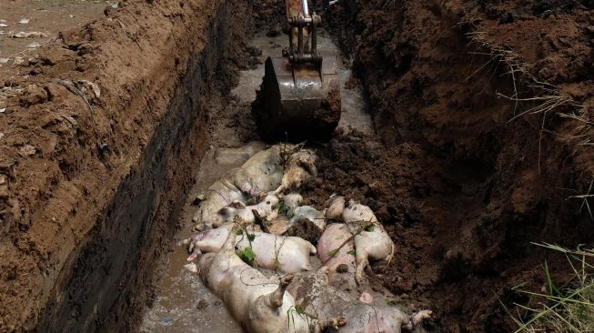 Petugas dengan alat berat memasukkan bangkai babi ke lubang saat akan dikuburkan, di tepi Sungai Bederah, Kelurahan Terjun, Medan, Sumatera Utara, Selasa (12/11). [ANTARA FOTO/Irsan Mulyadi]