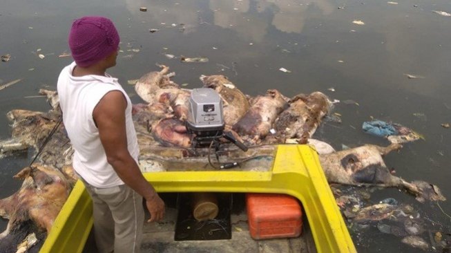 Air Laut Pasang, Penguburan Ratusan Bangkai Babi di Danau Siobak Ditunda