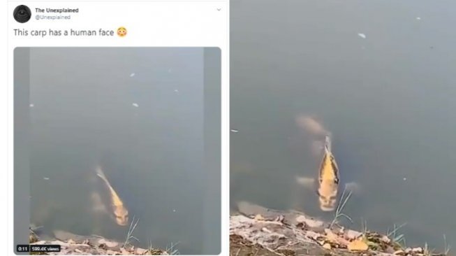 Viral kepal ikan mirip wajah manusia di danau China (twitter @Unexplained)