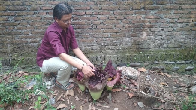 Warga Purwokerto Digegerkan Bungai Bangkai yang Tumbuh Subur di Pekarangan