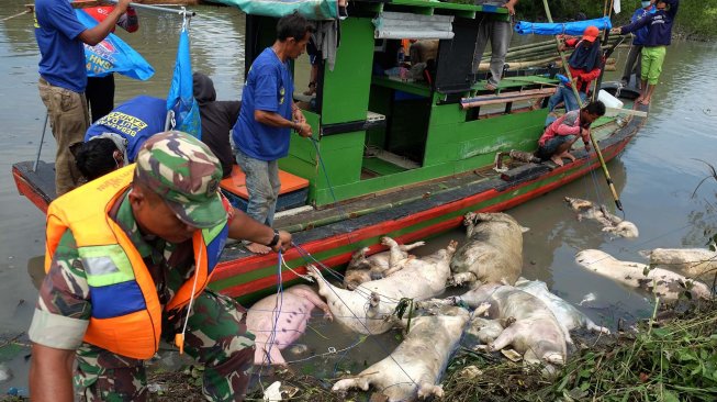 Petugas gabungan menyeret bangkai babi mengunakan perahu di aliran Sungai Bederah, untuk dikubur, di Kelurahan Terjun, Medan, Sumatera Utara, Selasa (12/11). [ANTARA FOTO/Irsan Mulyadi]