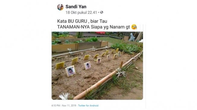 Postingan warganet, tanamannya ditandai dengan foto. [Twitter]