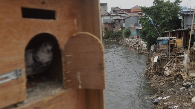 Warga beraktivitas di bantaran Sungai Ciliwung, Kampung Tanah Rendah, Jakarta, Kamis (14/11). [Suara.com/Angga Budhiyanto]