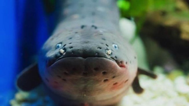 Sains dalam Alquran, Belut Listrik dan Ikan Berlampu