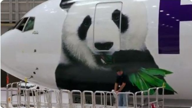 Mewah, Panda Ini Dapat Jet Pribadi untuk Pulang Kampung