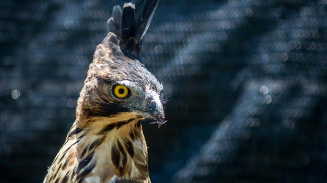 Seekor burung elang jawa (nisaetus bartelsi) berada di dalam kandang di Pusat Konservasi Elang Kamojang, Kabupaten Garut, Jawa Barat, Selasa (19/11). [ANTARA FOTO/Raisan Al Farisi]