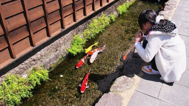Bersih Banget Selokan Air di Jepang Jadi Rumah Ratusan Ikan Koi