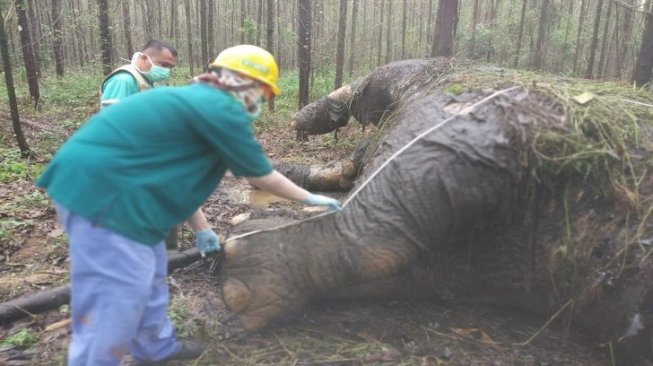 Petugas meneliti temuan bangkai gajah Sumatera di kawasan hutan konsesi di Kabupaten Bengkalis, Riau. (Dok. BBKSDA Riau / via Riauonline.co.id)