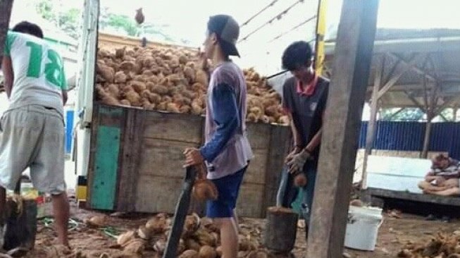 Tragis! Punya Lahan Perkebunan Luas, Pandeglang Malah Alami Krisis Kelapa