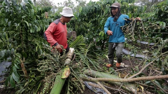 Warga melihat tanaman perkebunan yang dirusak kawanan gajah liar di Dusun Sejahtera, Desa Rimba Raya, Bener Meriah, Aceh, Sabtu (23/11). [ANTARA FOTO/Irwansyah Putra]