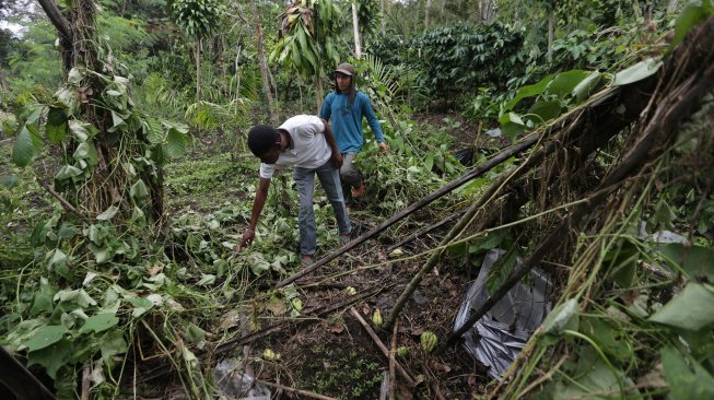 Warga melihat tanaman perkebunan yang dirusak kawanan gajah liar di Dusun Sejahtera, Desa Rimba Raya, Bener Meriah, Aceh, Sabtu (23/11). [ANTARA FOTO/Irwansyah Putra]