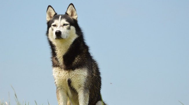 Berkat Anjing Peliharaan, Wanita Ini Jadi Tahu Mengidap Kanker Ovarium