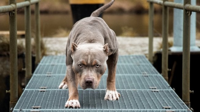 Anjing Anda Takut Petir? Ini Penyebab dan Cara Menenangkan Mereka