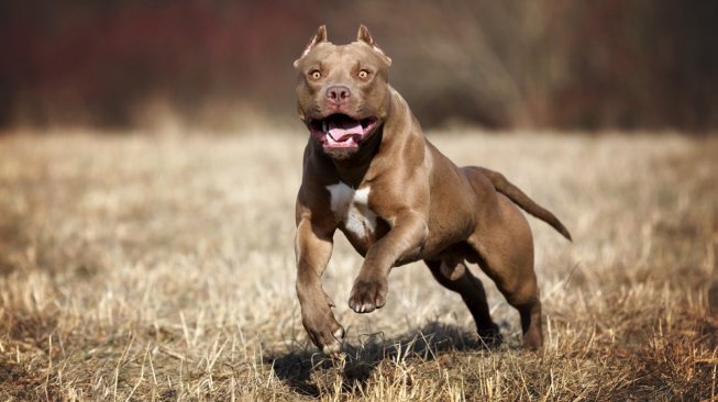 Sedang Berjemur, Seekor Anjing Serang Bayi 7 Hari hingga Kehilangan Tangan