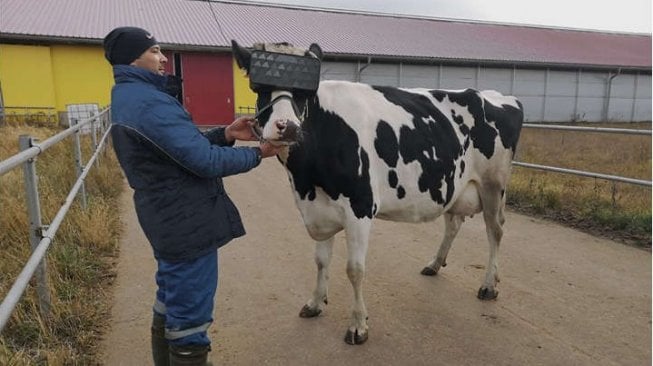 Sapi dengan VR [Kementerian Pertanian dan Makanan Moskow].