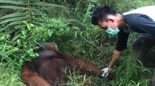 Orangutan Terkapar di Kebun Sawit, 24 Peluru di Badannya hingga Mata Buta