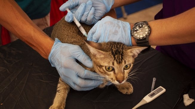 Petugas menyuntikkan vaksin rabies pada seekor kucing di Lapangan Banteng, Jakarta, Jumat (29/11). [ANTARA FOTO/Dhemas Reviyanto]