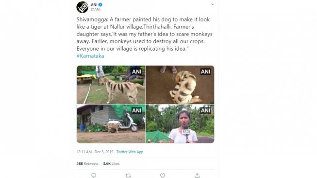 Petani di Shivamogga, Karnataka, India mengecat anjing jadi mirip harimau (twitter @ANI)