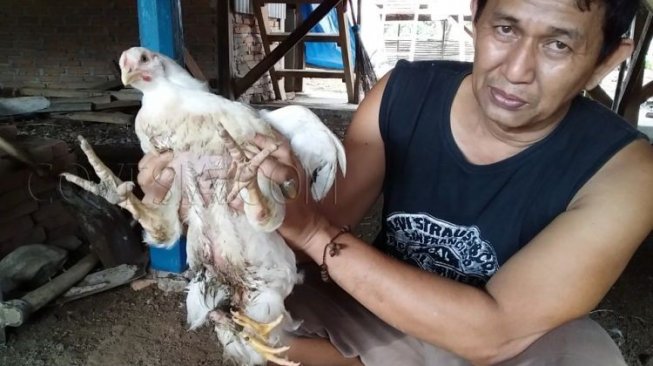 Langka, Ayam Berkaki Empat Ditemukan di Agam