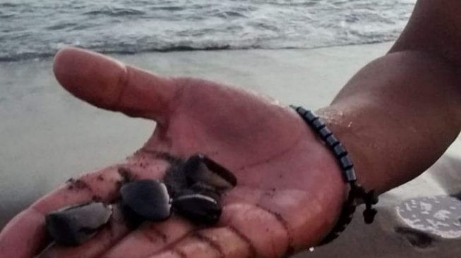 Tak Biasa, Gerombolan Kerang Hijau Muncul di Pantai Selatan