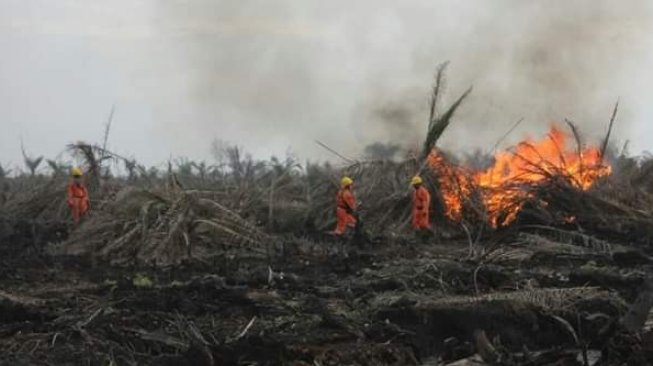 Musim Hujan, Kebakaran Lahan di Muaro Jambi, 3 Warga Jadi Korban, Ada Apa?