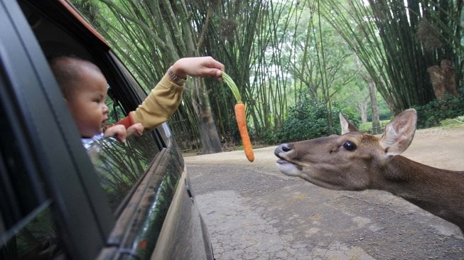 Warga yang Akan Berkunjung ke Taman Safari di Libur Lebaran Diimbau Beli Tiket Online