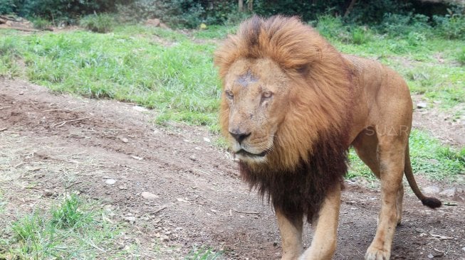 Singa di Taman Safari Indonesia, Cisarua, Bogor, Jawa Barat, Sabtu (12/7). [Suara.com/Oke Atmaja]