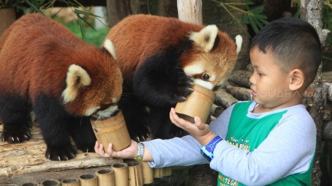 Pengunjung memberi makan satwa di Taman Safari Indonesia, Cisarua, Bogor, Jawa Barat, Sabtu (12/7).
 [Suara.com/Oke Atmaja]