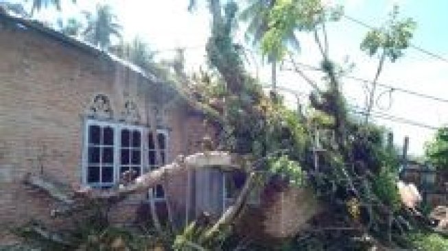 Pohon Tumbang Timpa Rumah di Agam, Kerugian Capai Ratusan Juta