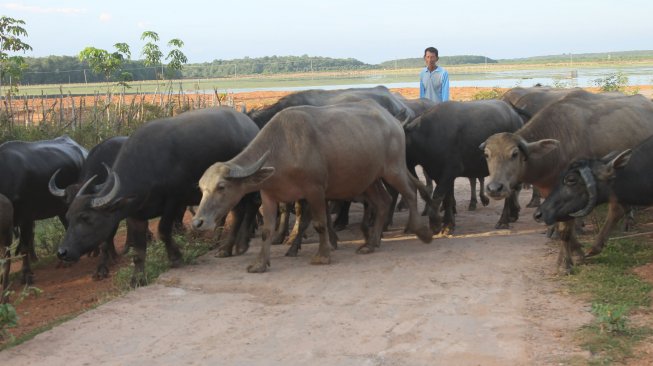 Kerbau pampangan digiring ke kandang jelang matahari terbenam setelah seharian merumput di kawasan rawa berair di Desa Bangsal Kecamatan Pampangan, Kabupaten Ogan Komering Ilir (OKI), Sumatera Selatan (Sumsel), Sabtu (10/05/2019). Kerbau-kerbau rawa tersebut akan kembali dilepas pemiliknya sebelum atau di awal terbitnya matahari. [Foto: Ibrahim Arsyad]