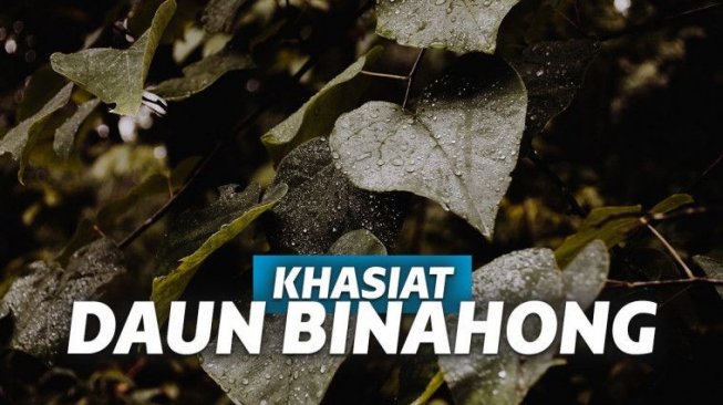 Manfaat Daun Binahong yang Membawa Berkah bagi Kemaslahatan Umat