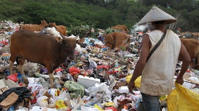 Sejumlah sapi ternak memakan sampah di Tempat Pembuangan Akhir (TPA) Sampah di Kecamatan Puuwatu, Kendari, Sulawesi Tenggara, Selasa (10/12). [ANTARA FOTO/Jojon]