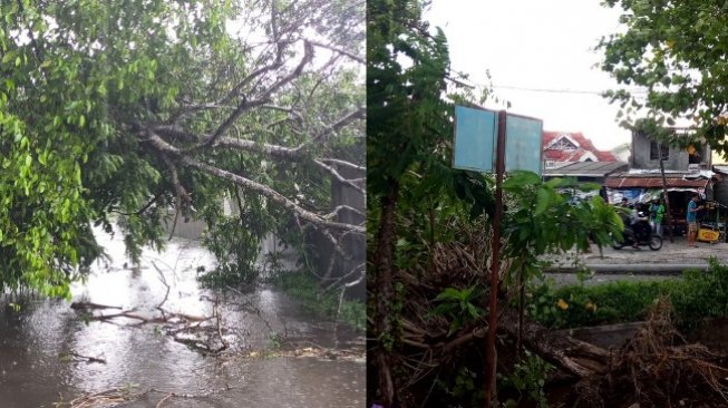 Lagi, Pohon Tumbang Diterjang Hujan dan Angin Kencang di Sleman