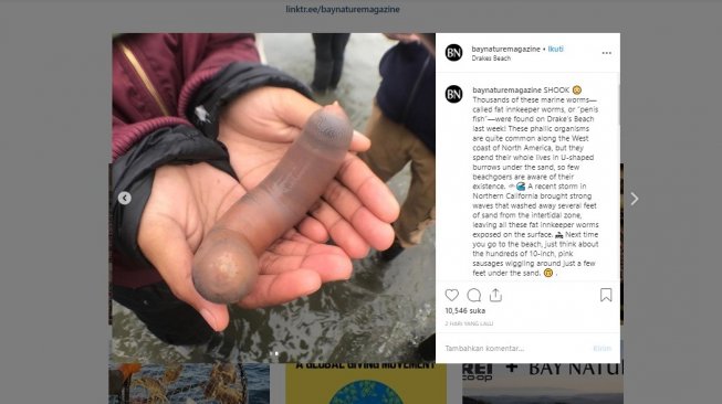 Ikan penis muncul di pantai California (Kate Montana via instagram @baynaturemagazine)