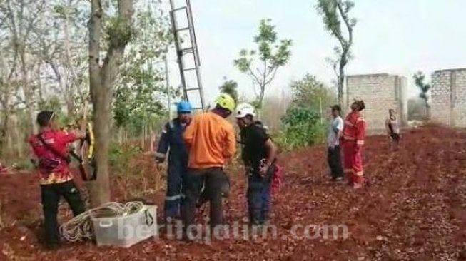 Petugas menyelamatkan seorang petani bernama Tamsir (52) yang ditemukan tidak sadarkan diri atau pingsan di atas pohon Embo. (Beritajatim.com/Istimewa)