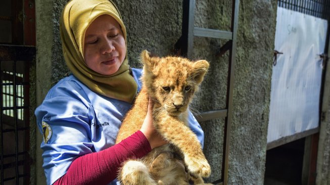 Dokter hewan Balai Besar Konservasi Sumber Daya Alam Riau menggendong bayi Singa Afrika (Panthera leo melanochaita) di kandang penitipan di Kebun Bintang Kasang Kulim, Riau, Senin (16/12). [ANTARA FOTO/FB Anggoro]