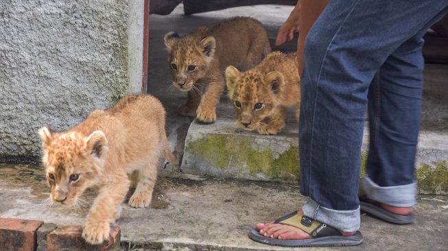 Sejumlah bayi Singa Afrika (Panthera leo melanochaita) keluar dari kandang penitipan di Kebun Bintang Kasang Kulim, Riau, Senin (16/12). [ANTARA FOTO/FB Anggoro]