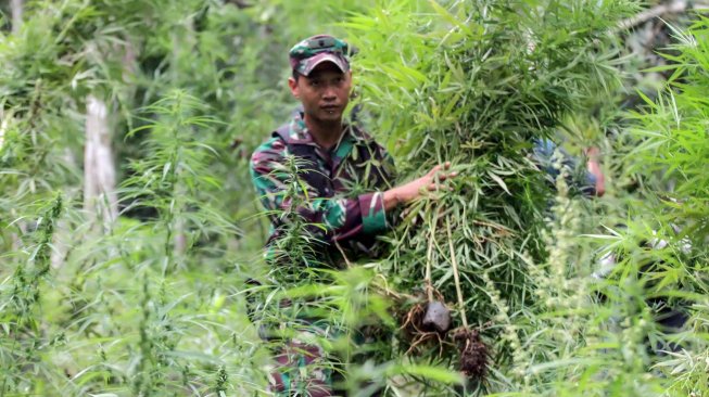 Personel gabungan TNI Kodim 0103 Aceh Utara dan Polisi Polres Lhokseumawe menebang dan mencabut batang ganja dalam operasi ladang ganja di perbukitan Lhok Drien, Sawang, Kabupaten Aceh Utara, Aceh. Selasa (17/12).  [ANTARA FOTO/Rahmad]