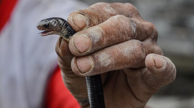 Sudah 3 Ekor Ditemukan, Teror Ular Kobra Hantui Pedagang di Selter Manahan