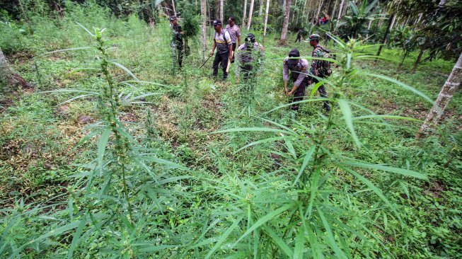 Personel gabungan TNI Kodim 0103 Aceh Utara dan Polisi Polres Lhokseumawe menebang dan mencabut batang ganja dalam operasi ladang ganja di perbukitan Lhok Drien, Sawang, Kabupaten Aceh Utara, Aceh. Selasa (17/12).  [ANTARA FOTO/Rahmad]