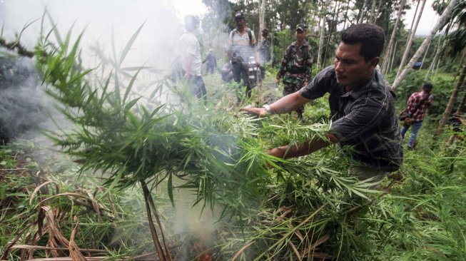 Personel gabungan TNI Kodim 0103 Aceh Utara dan Polisi Polres Lhokseumawe membakar batang ganja dalam operasi pemusnahan ladang ganja di perbukitan Lhok Drien, Sawang, Kabupaten Aceh Utara, Aceh. Selasa (17/12). [ANTARA FOTO/Rahmad]