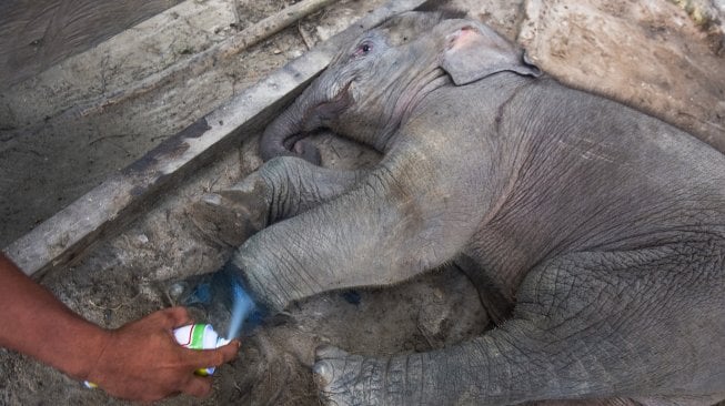 Seekor bayi gajah sumatera (Elephas maximus sumatrensis) berusia tiga bulan dengan luka di kaki kiri akibat jerat di kandang perawatan Pusat Latihan Gajah Minas, Provinsi Riau, Selasa (17/12). [ANTARAFOTO/FB Anggoro]