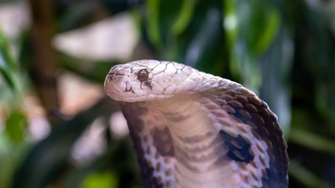 Ilustrasi ular kobra. (Pixabay/Herbert Aust)